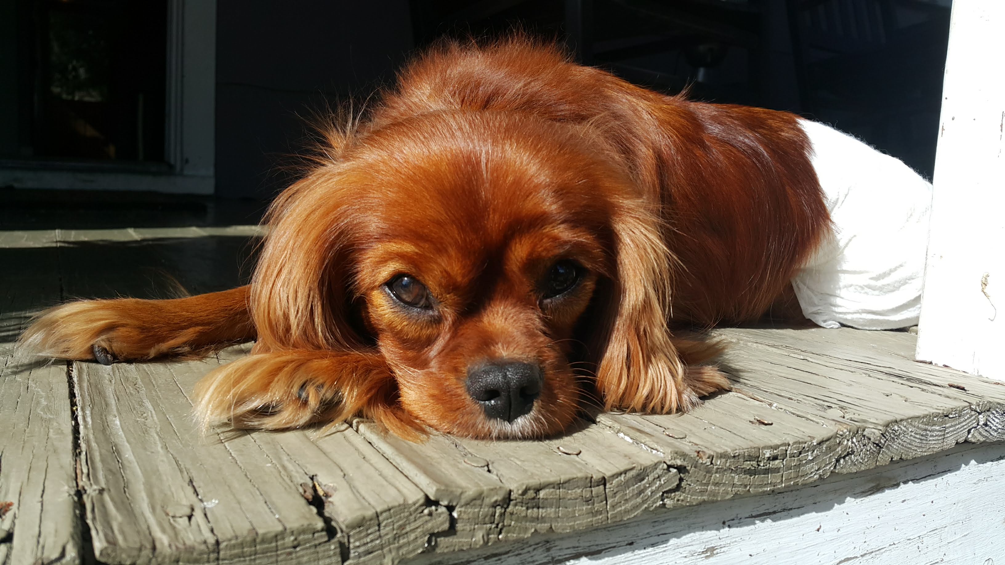 Adopting a Special Needs Dog Rescue Dog Home